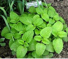 Lemon Balm Leafs