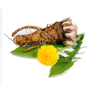 Fat Cutter Ingredients Dandelion Extract